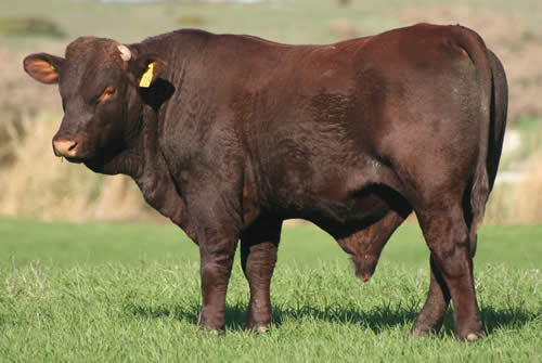 Santa Gertrudis