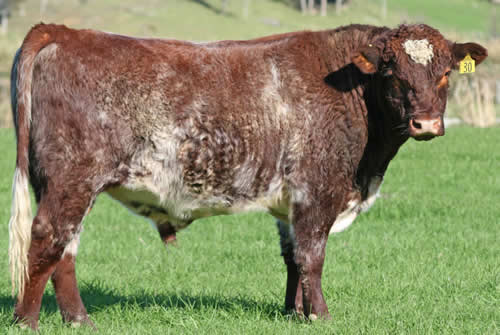 Beef Shorthorns