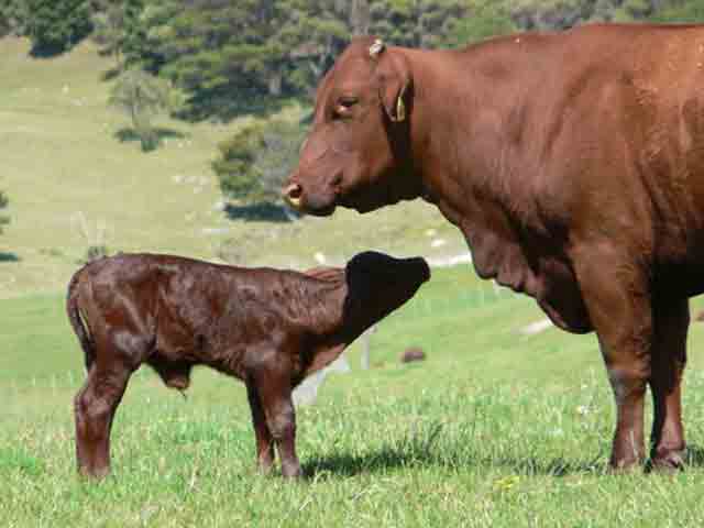 Me and Mum