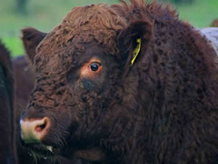 Shorthorn bull