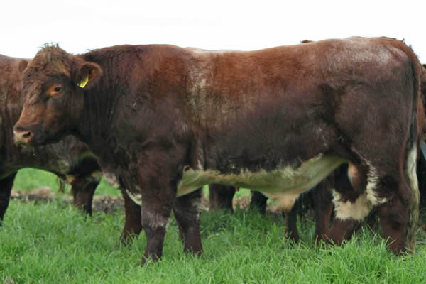 Glenrossie Gold 23020