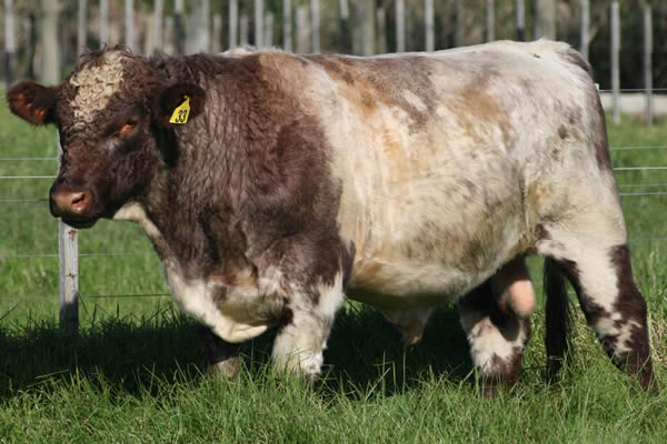 Glenrossie Gold 24033