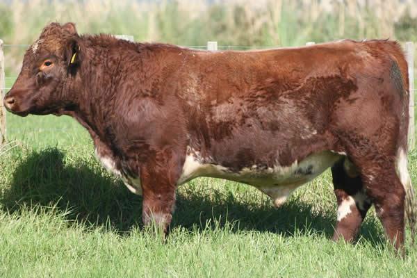Glenrossie Gold 24034