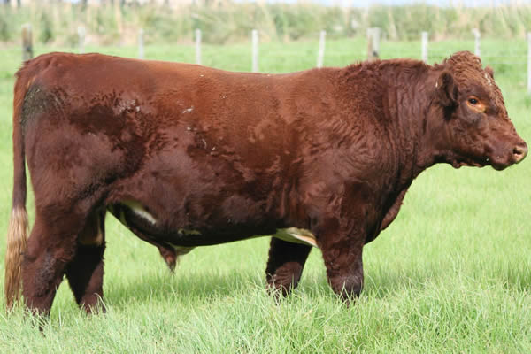 Glenrossie Gold 24049