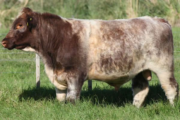 Glenrossie Parkinson 24060