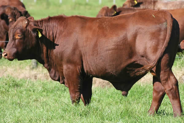 Glenrossie V24126