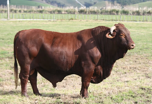  Shiloh Quedo 448