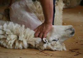 Shearing