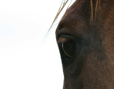 Horse eye